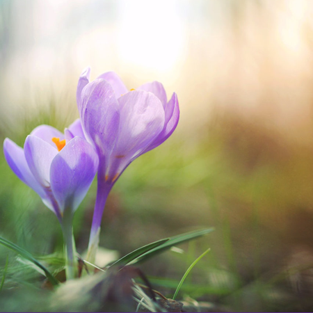 Spring Crocus